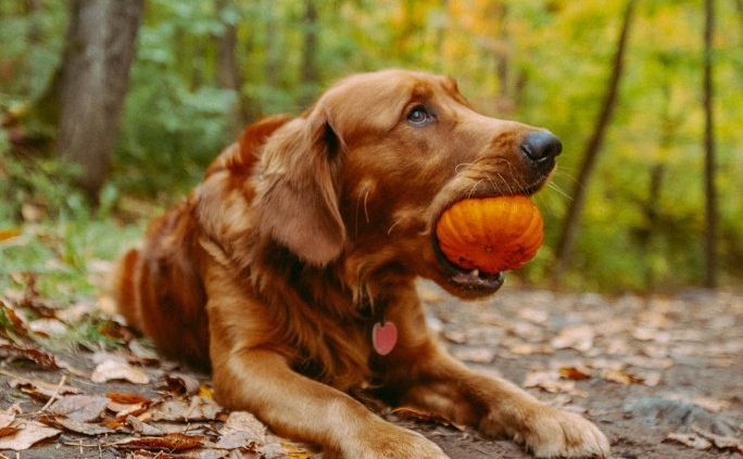 Hond herfst